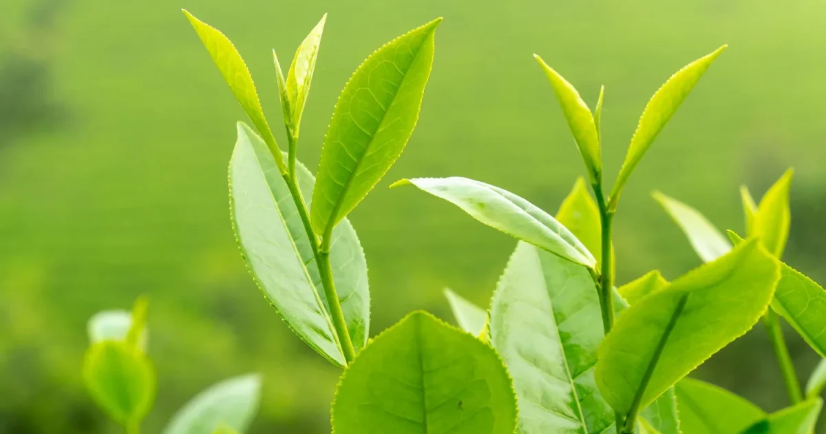 Village des Créateurs, pour les entreprises créatives éco-enthousiastes