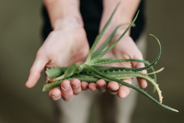 Aloe vera pour les cheveux : bienfaits réels, usages et limites