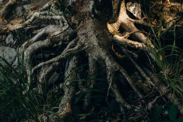 Khamaré : origine, usages traditionnels et précautions à connaître